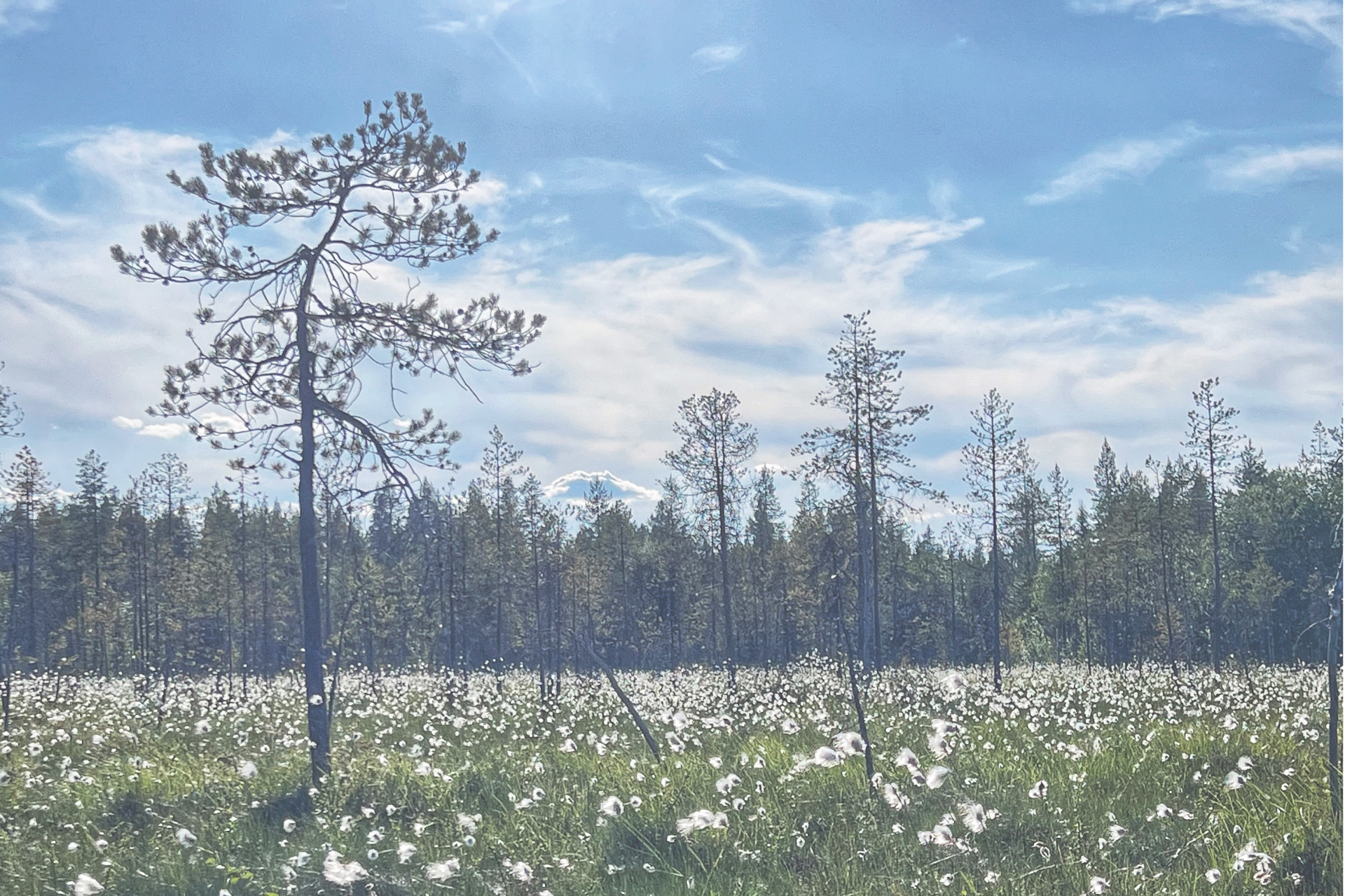 Hahtuvavillat tuulessa